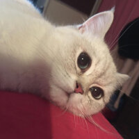 British Shorthair, Kedi  kiki fotoğrafı