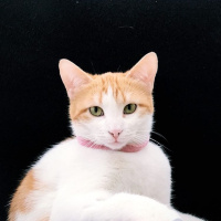 Tekir Kedi, Kedi  Mika fotoğrafı