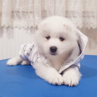 Samoyed, Köpek  AYA fotoğrafı