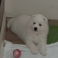 Samoyed, Köpek  AYA fotoğrafı