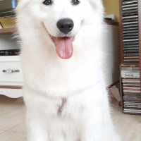 Samoyed, Köpek  AYA fotoğrafı