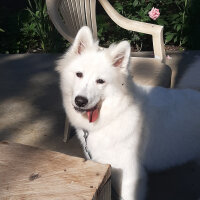 Samoyed, Köpek  AYA fotoğrafı