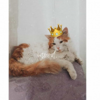 Tekir Kedi, Kedi  Boncuk fotoğrafı