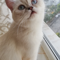 British Shorthair, Kedi  Köpük fotoğrafı