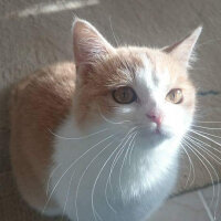 British Shorthair, Kedi  Cümbürtü fotoğrafı