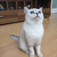 British Shorthair, Kedi  Mia fotoğrafı