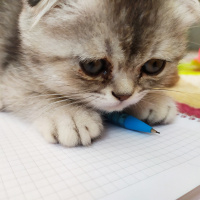 Scottish Fold, Kedi  Pati fotoğrafı