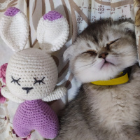 Scottish Fold, Kedi  Pati fotoğrafı