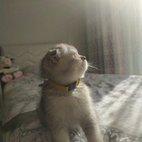 Scottish Fold, Kedi  Pati fotoğrafı