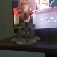 Scottish Fold, Kedi  Pati fotoğrafı