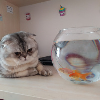 Scottish Fold, Kedi  Pati fotoğrafı