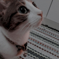 Tekir Kedi, Kedi  Mırmır fotoğrafı