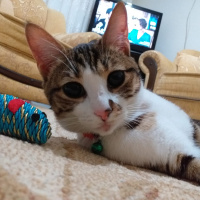 Tekir Kedi, Kedi  Mırmır fotoğrafı