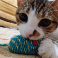 Tekir Kedi, Kedi  Mırmır fotoğrafı
