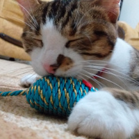 Tekir Kedi, Kedi  Mırmır fotoğrafı