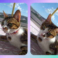 Tekir Kedi, Kedi  Mırmır fotoğrafı
