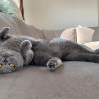 Scottish Fold, Kedi  Hamur fotoğrafı