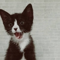 Tekir Kedi, Kedi  Barış fotoğrafı