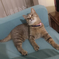 British Shorthair, Kedi  Tina fotoğrafı