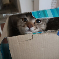 British Shorthair, Kedi  Tina fotoğrafı