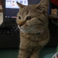 British Shorthair, Kedi  Tina fotoğrafı