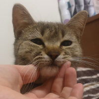 British Shorthair, Kedi  Tina fotoğrafı