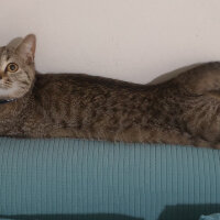 British Shorthair, Kedi  Tina fotoğrafı