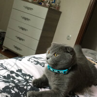 Scottish Fold, Kedi  Bihter fotoğrafı