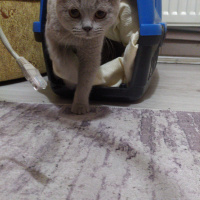 British Shorthair, Kedi  Bonny fotoğrafı