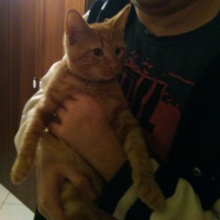 Sarman, Kedi  Mitchell fotoğrafı