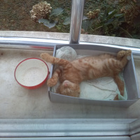 Sarman, Kedi  Mitchell fotoğrafı