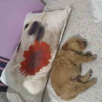 Golden Retriever, Köpek  Simba fotoğrafı
