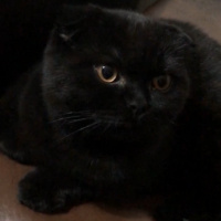 Scottish Fold, Kedi  Gece fotoğrafı