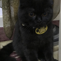 Scottish Fold, Kedi  Gece fotoğrafı