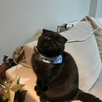 Scottish Fold, Kedi  Gece fotoğrafı