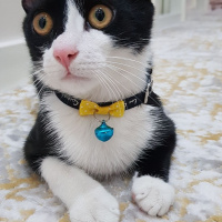 Tuxedo (Smokin) Kedi, Kedi  romeo fotoğrafı