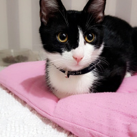 Tuxedo (Smokin) Kedi, Kedi  romeo fotoğrafı