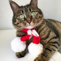 Tekir Kedi, Kedi  Şirin fotoğrafı