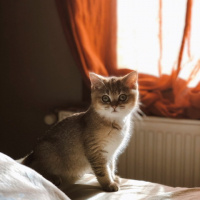 British Shorthair, Kedi  Sherlock fotoğrafı