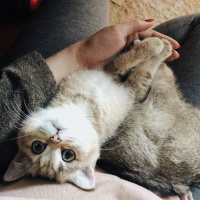 British Shorthair, Kedi  Sherlock fotoğrafı