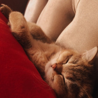 British Shorthair, Kedi  Sherlock fotoğrafı