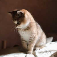 British Shorthair, Kedi  Sherlock fotoğrafı