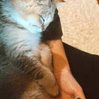 British Shorthair, Kedi  Sherlock fotoğrafı