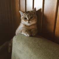 British Shorthair, Kedi  Sherlock fotoğrafı