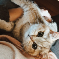 British Shorthair, Kedi  Sherlock fotoğrafı