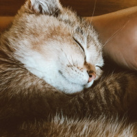British Shorthair, Kedi  Sherlock fotoğrafı