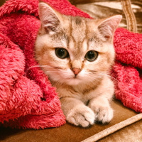 British Shorthair, Kedi  Sherlock fotoğrafı