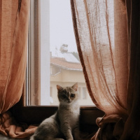 British Shorthair, Kedi  Sherlock fotoğrafı