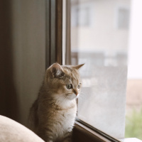 British Shorthair, Kedi  Sherlock fotoğrafı