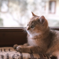 British Shorthair, Kedi  Sherlock fotoğrafı